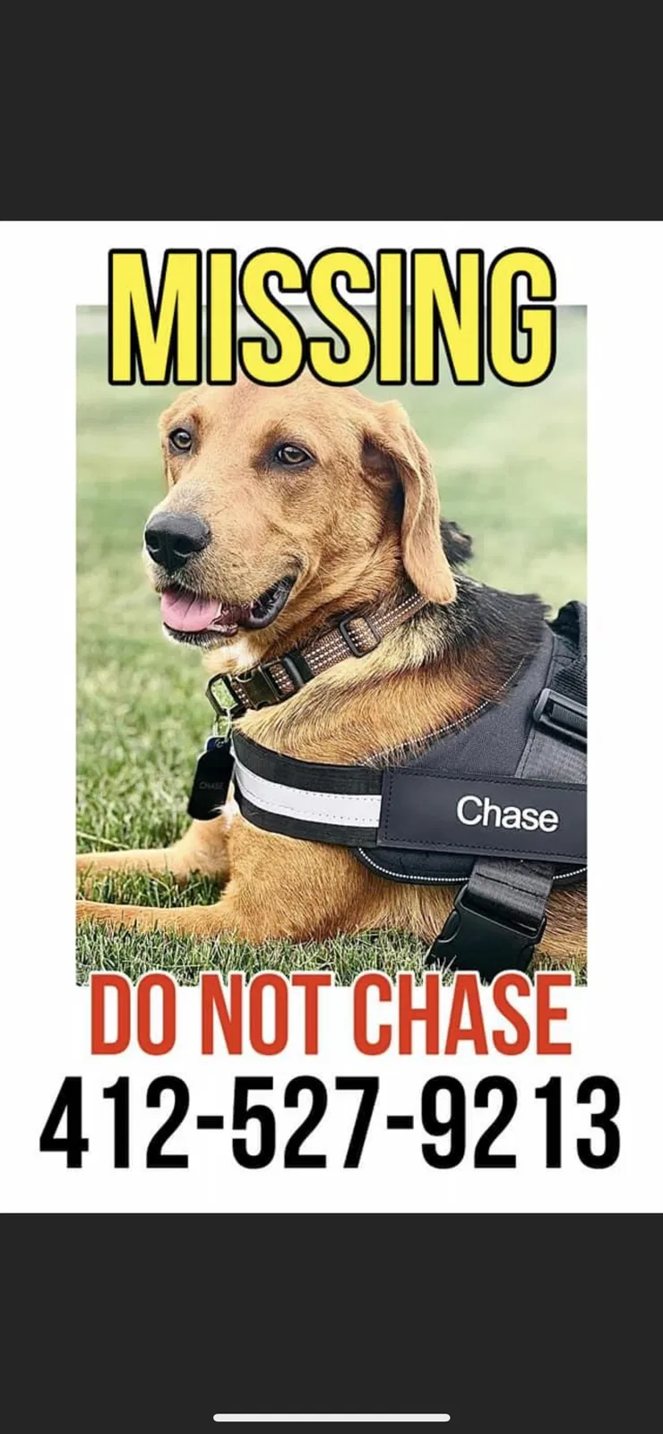 Lost dog in Zelienople, PA, 16063