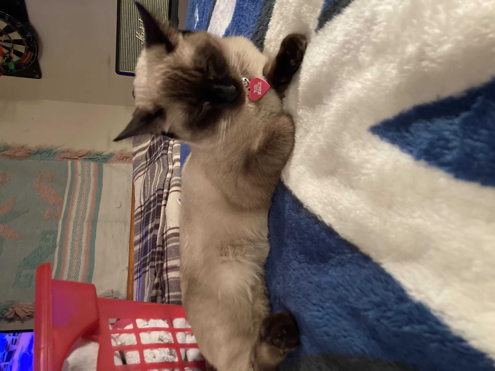 Lost cat in Reno, NV, 89506