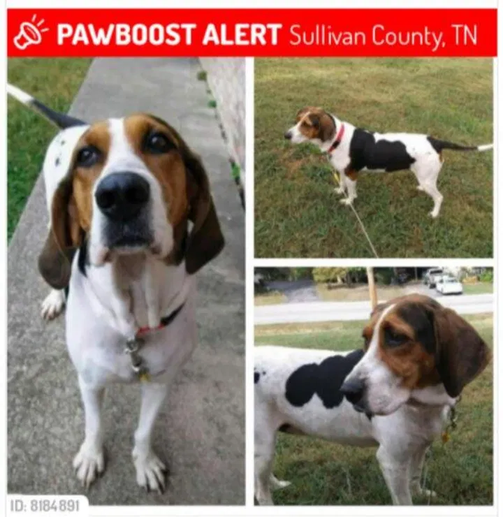 Lost dog in Bluff City, TN, 37618