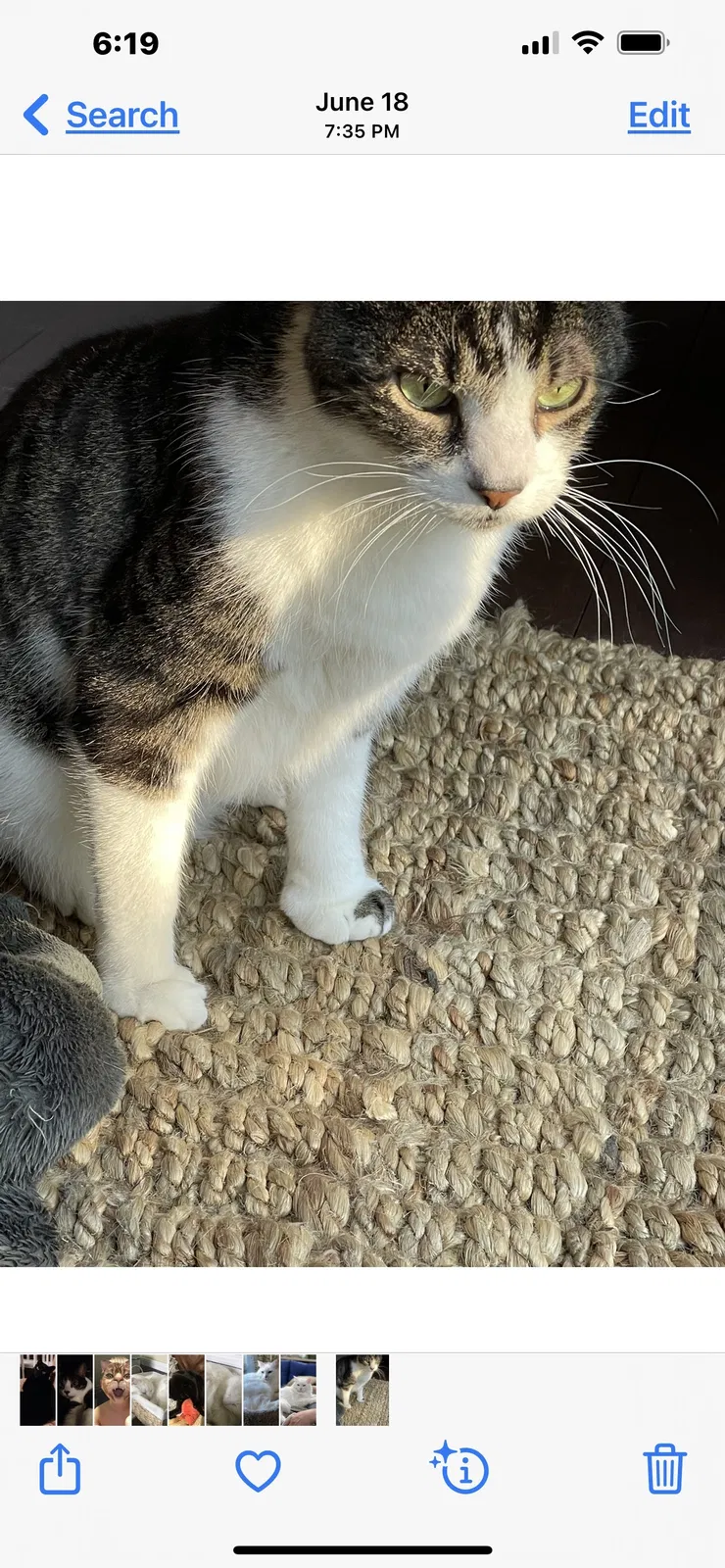 Lost cat in Brownsburg, IN, 46112
