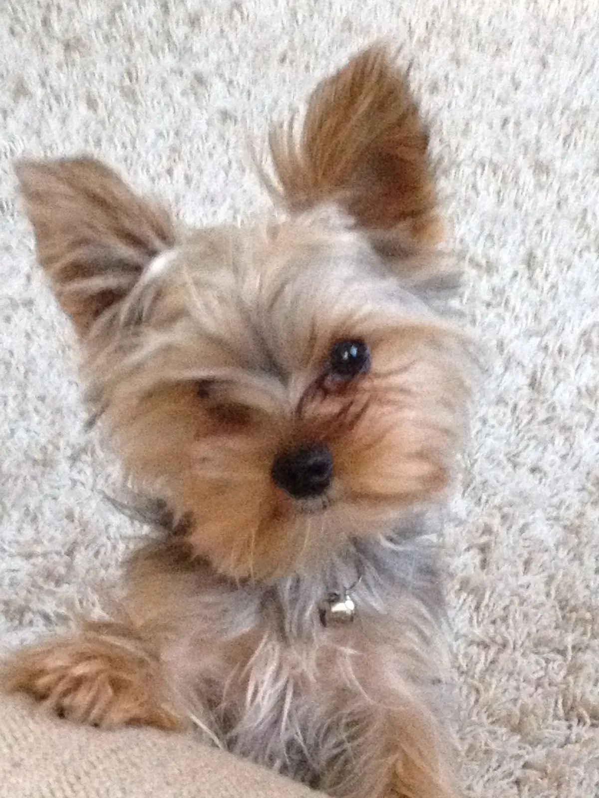 Lost dog in Silver Spring, MD, 20910