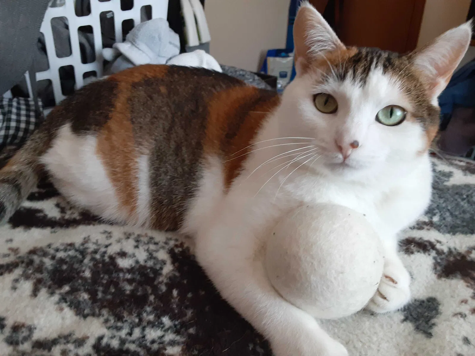 Lost cat in Madison, WI, 53719