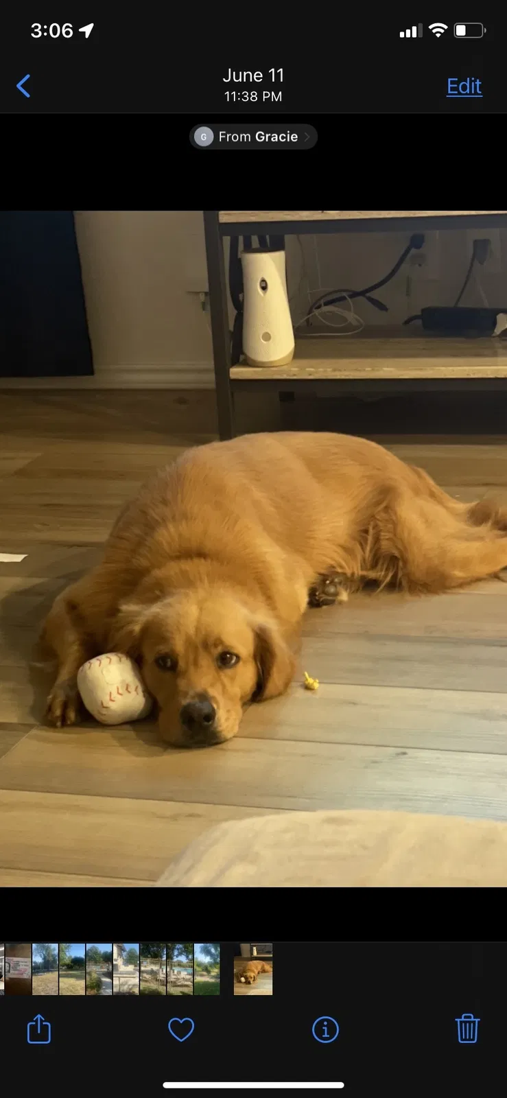 Lost dog in San Antonio, TX, 78253