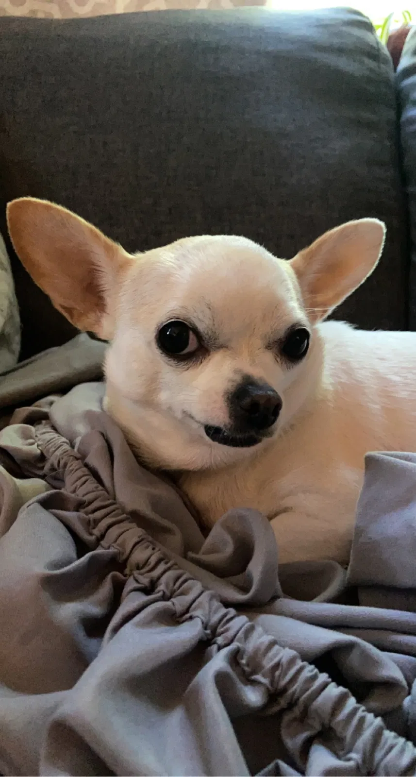 Lost dog in Erie, PA, 16508