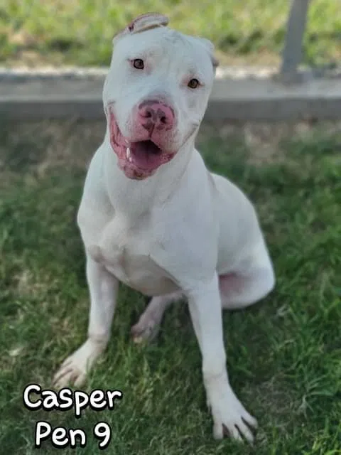 Lost dog in Enid, OK, 73701