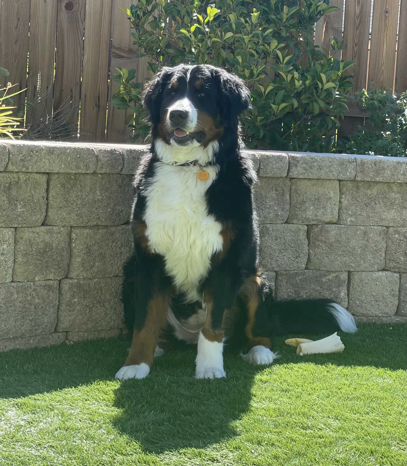 Lost dog in Reno, NV, 89521
