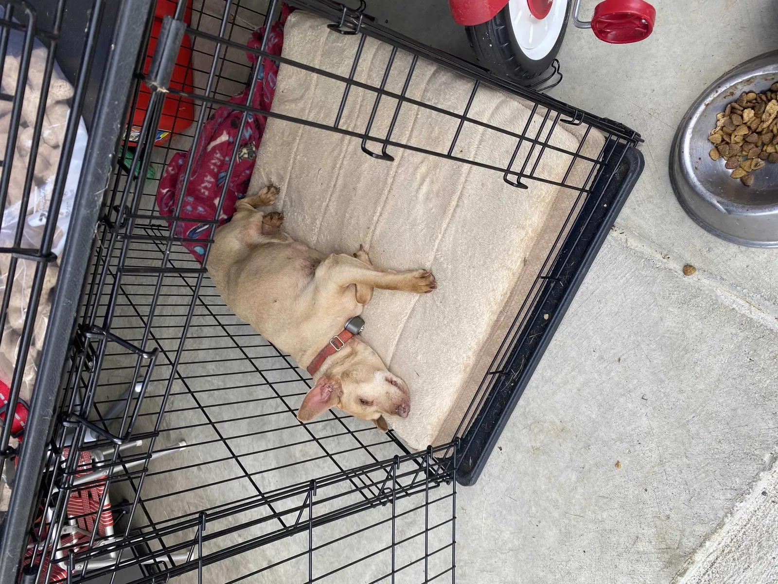 Lost dog in Midlothian, VA, 23112