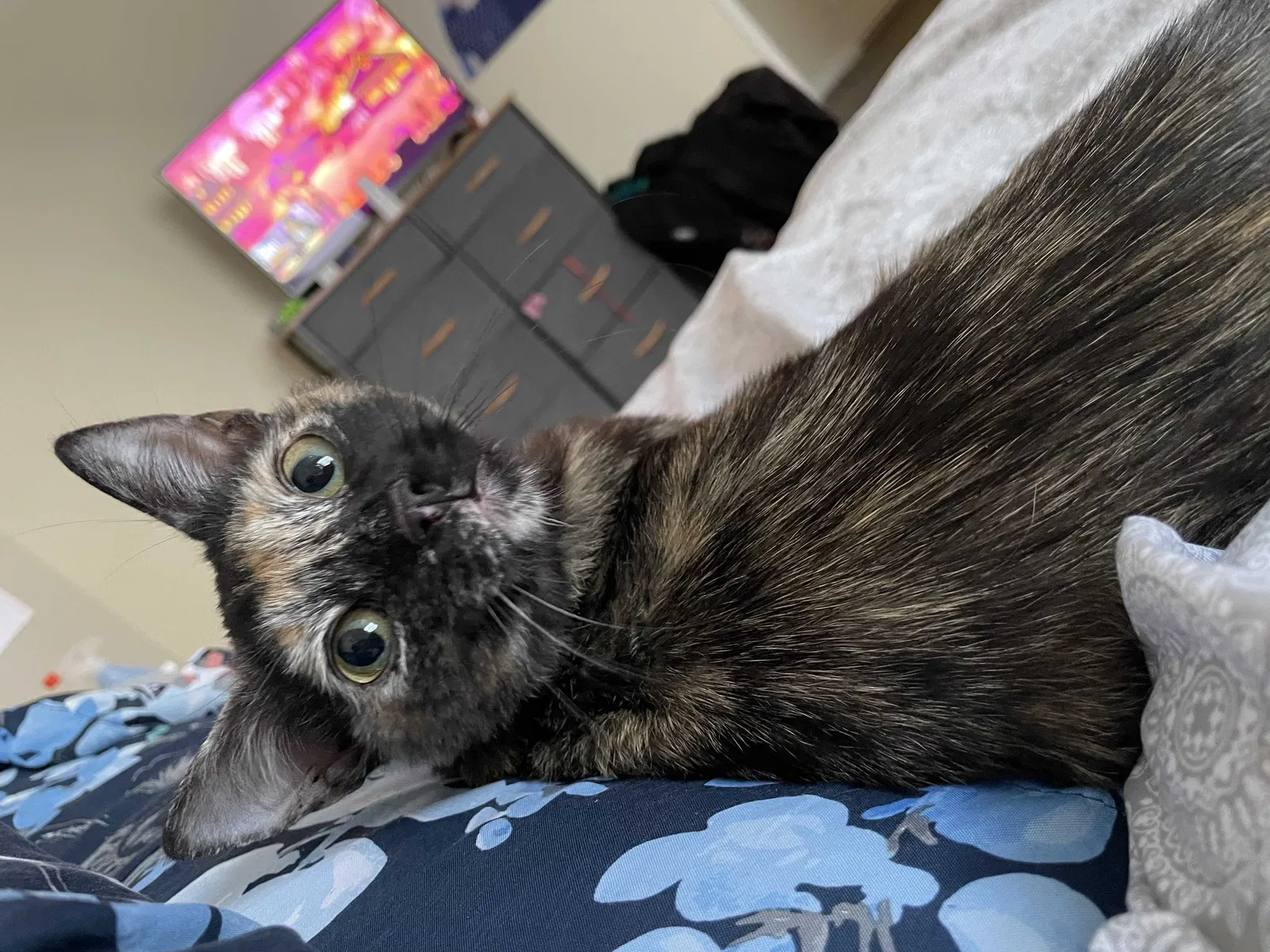 Lost cat in Sanford, FL, 32773