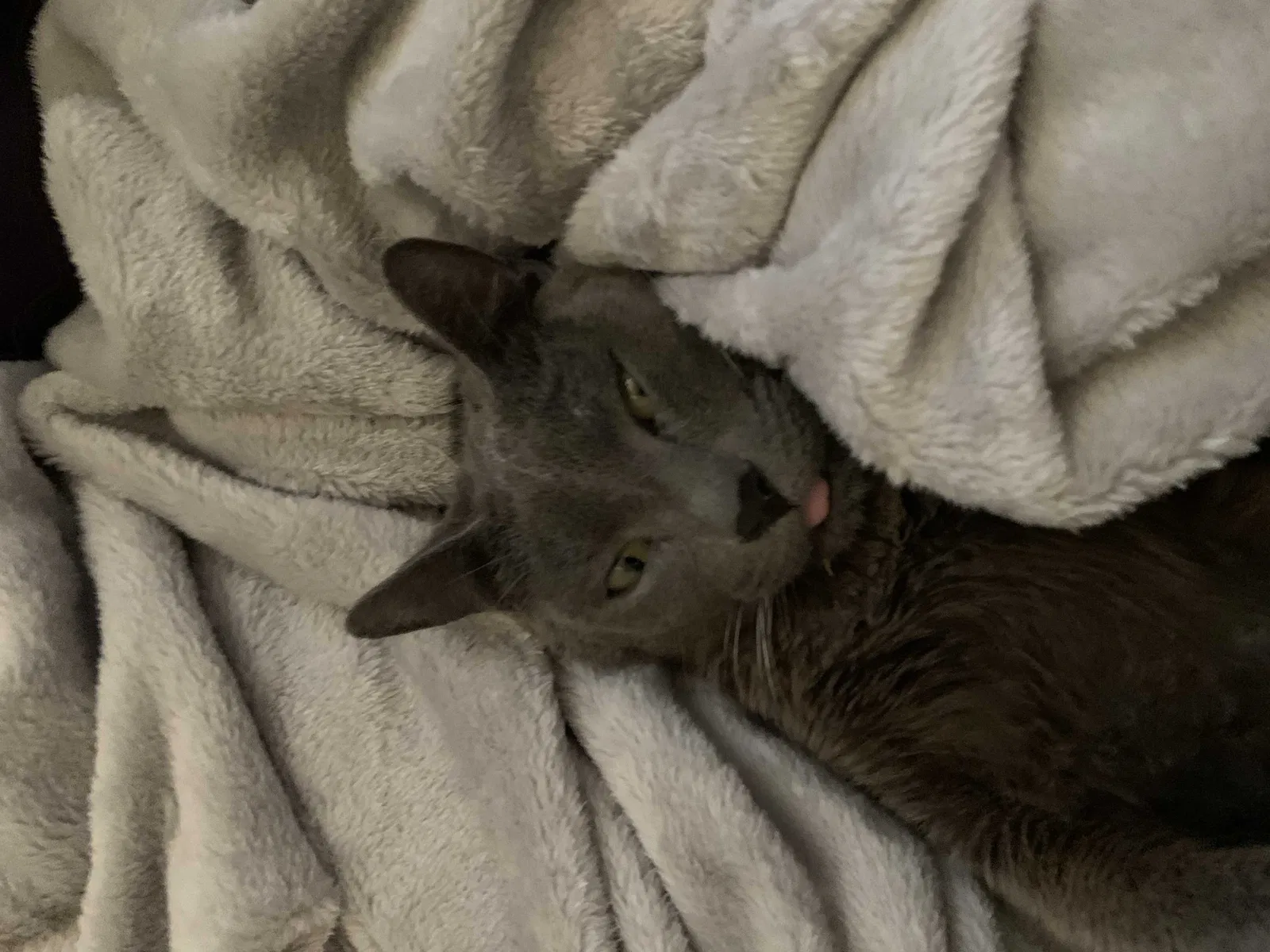 Lost cat in Los Angeles, CA, 90032