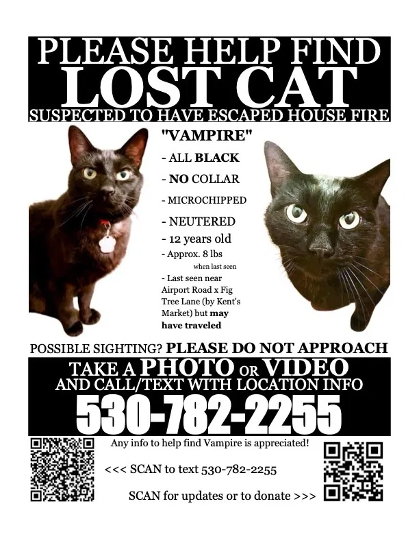 Lost cat in Redding, CA, 96002