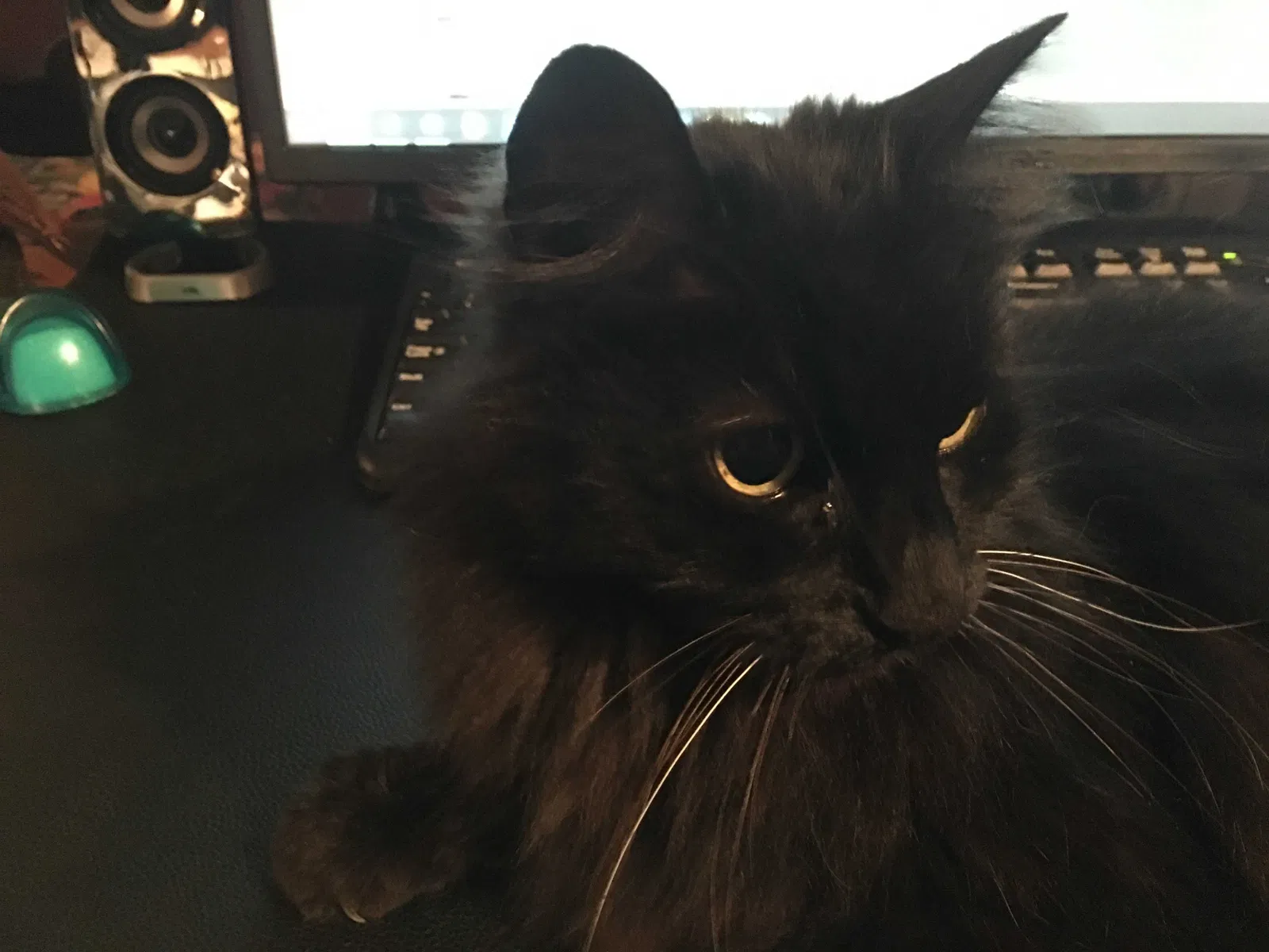 Lost cat in Port Ludlow, WA, 98365