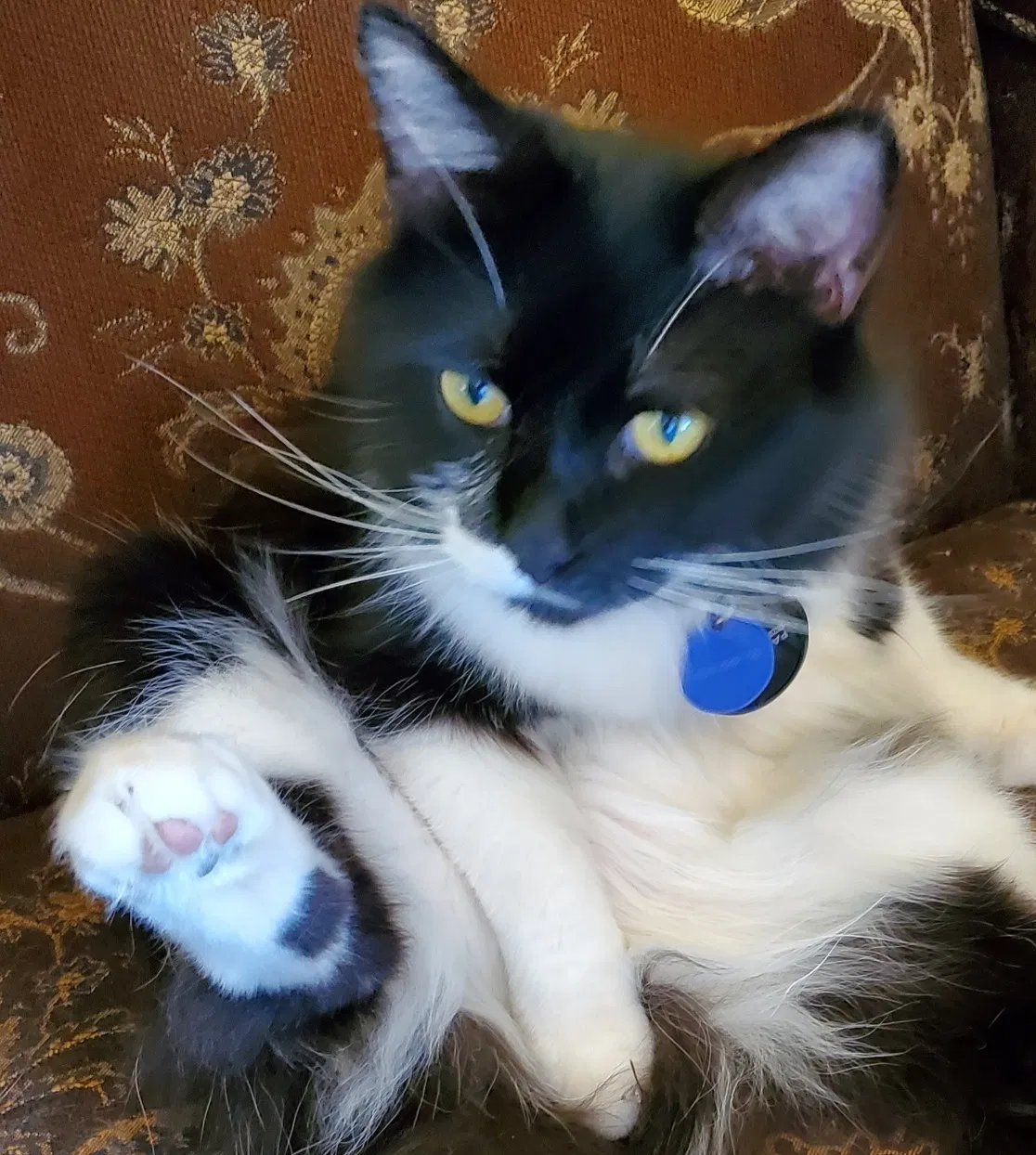Lost cat in Phelan, CA, 92371