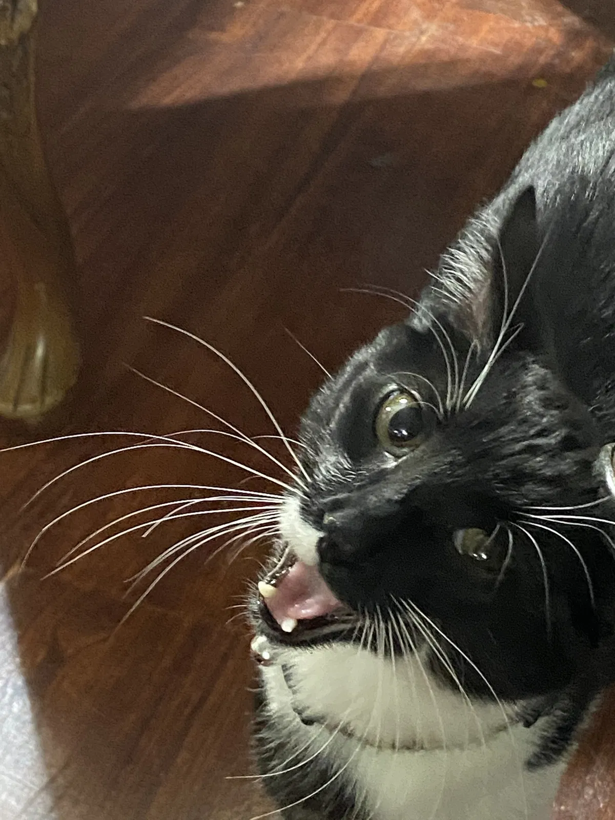 Lost cat in Leavenworth, KS, 66048
