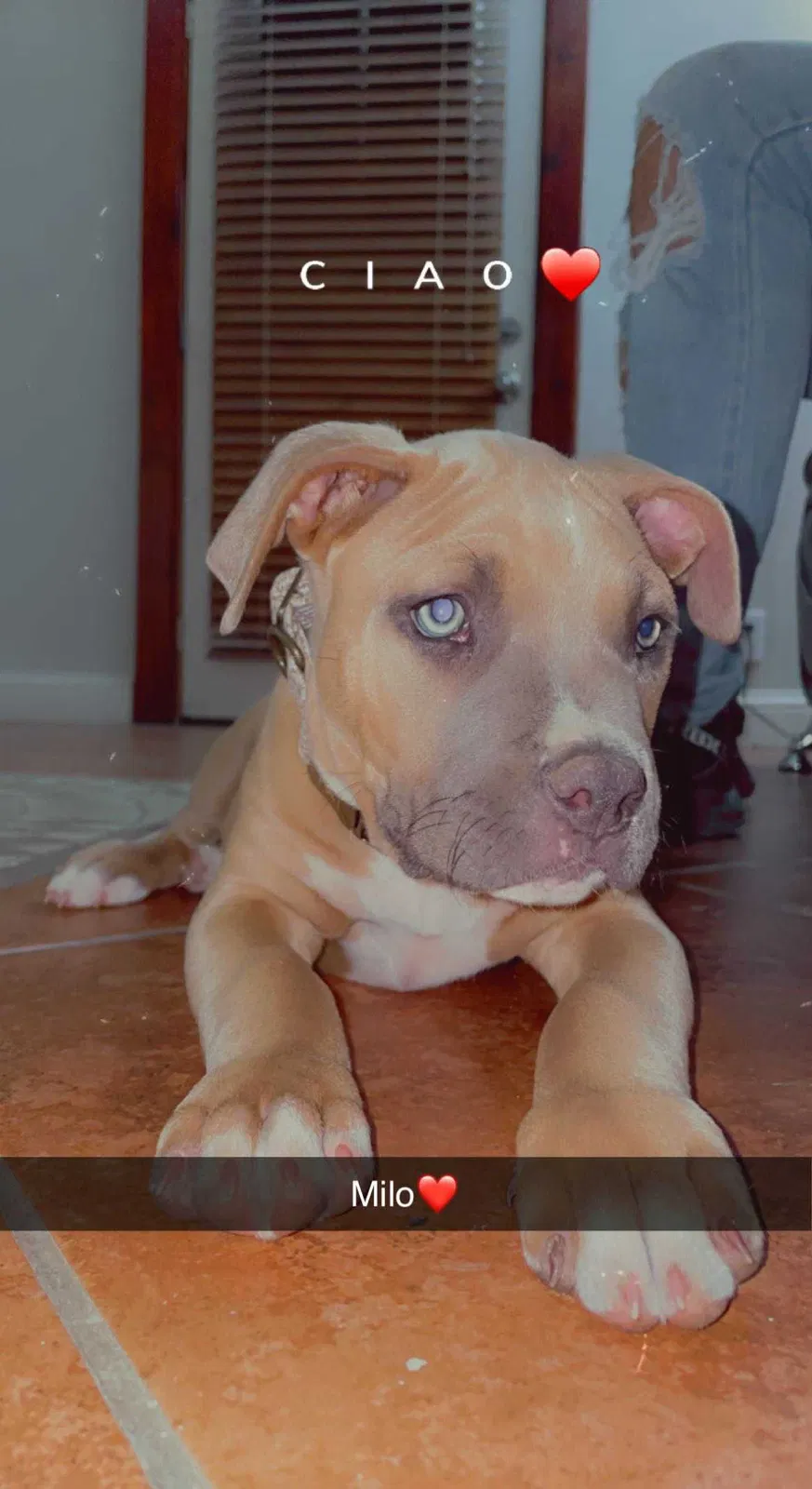 Lost dog in Albuquerque, NM, 87105