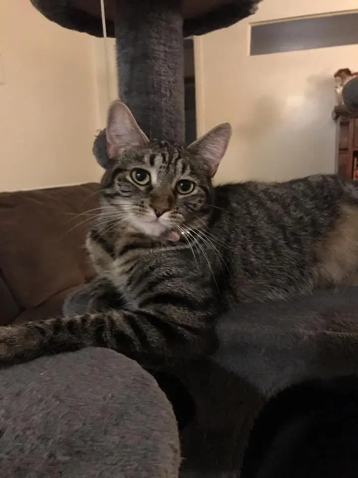 Lost cat in Covina, CA, 91722