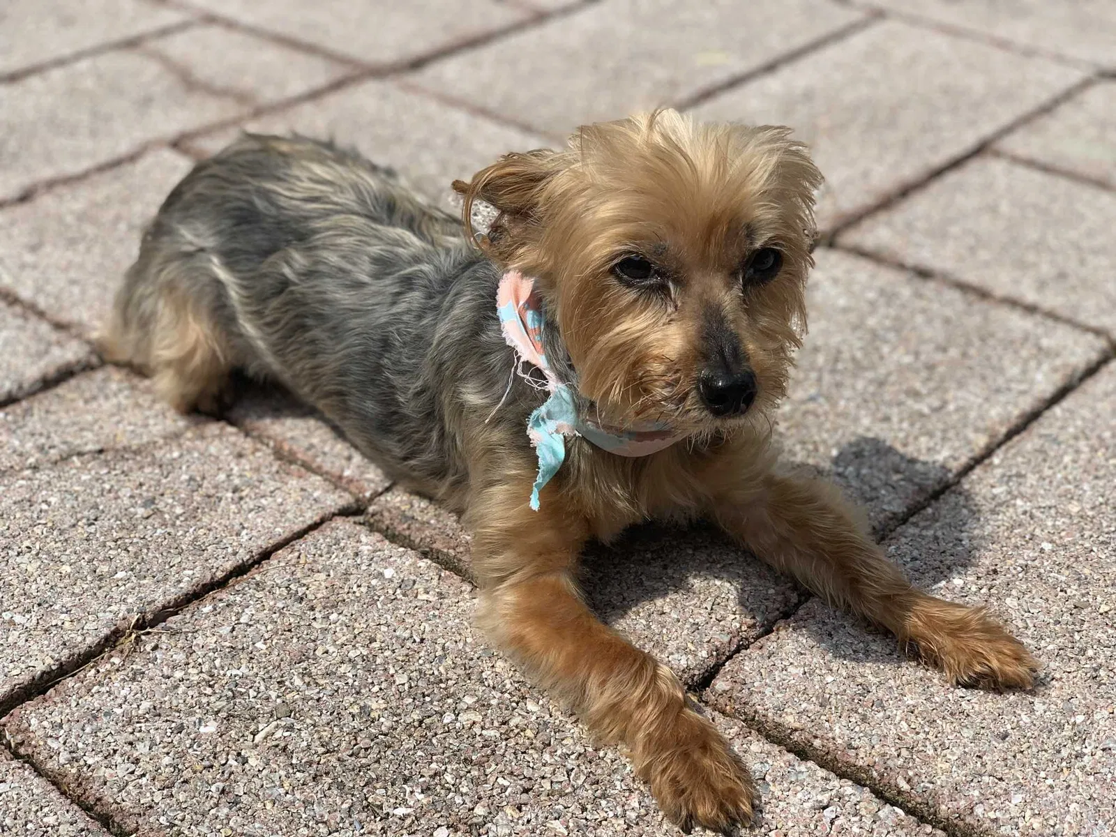 Lost dog in Brick, NJ, 8723
