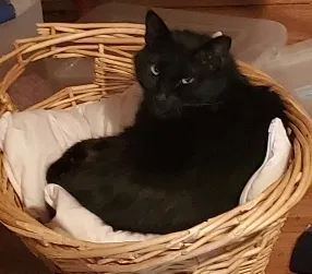 Lost cat in Conroe, TX, 77303