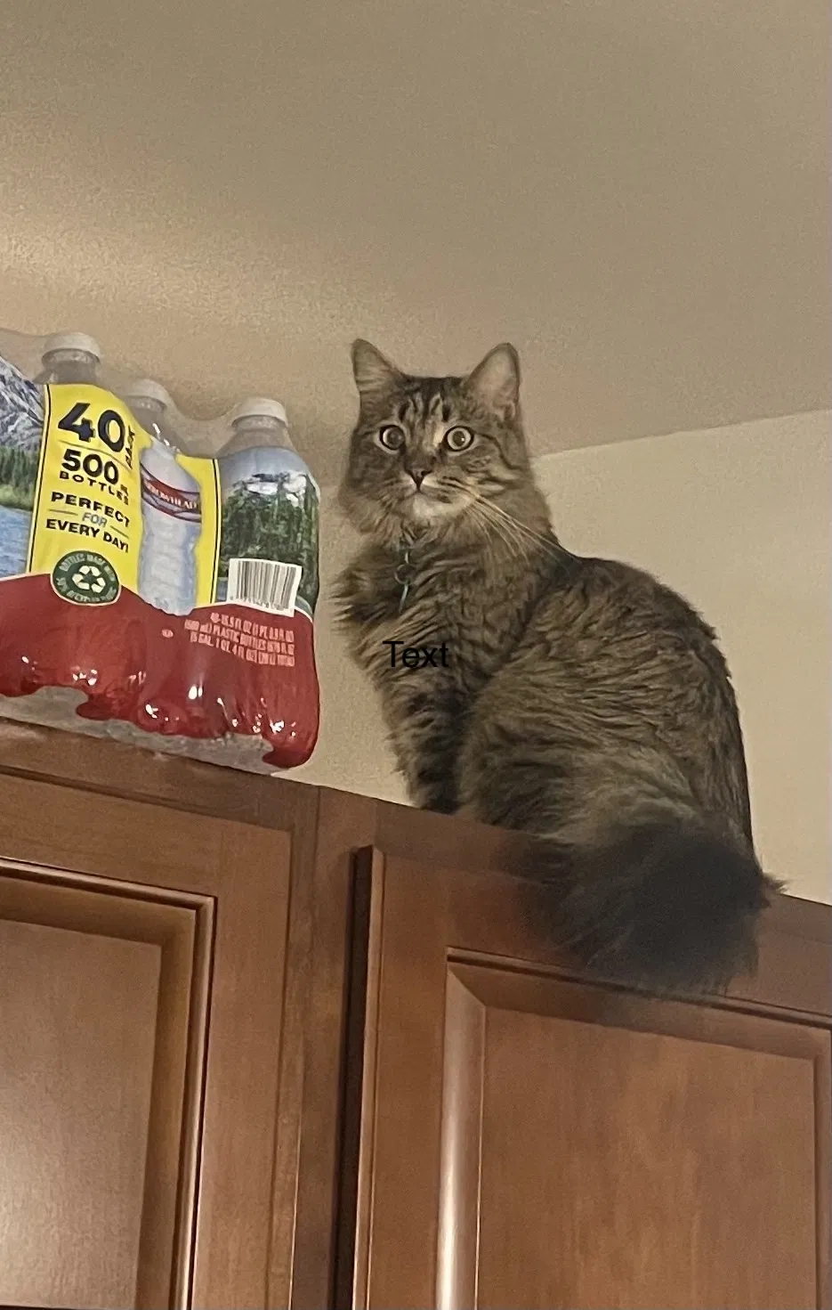 Lost cat in Cave Creek, AZ, 85331