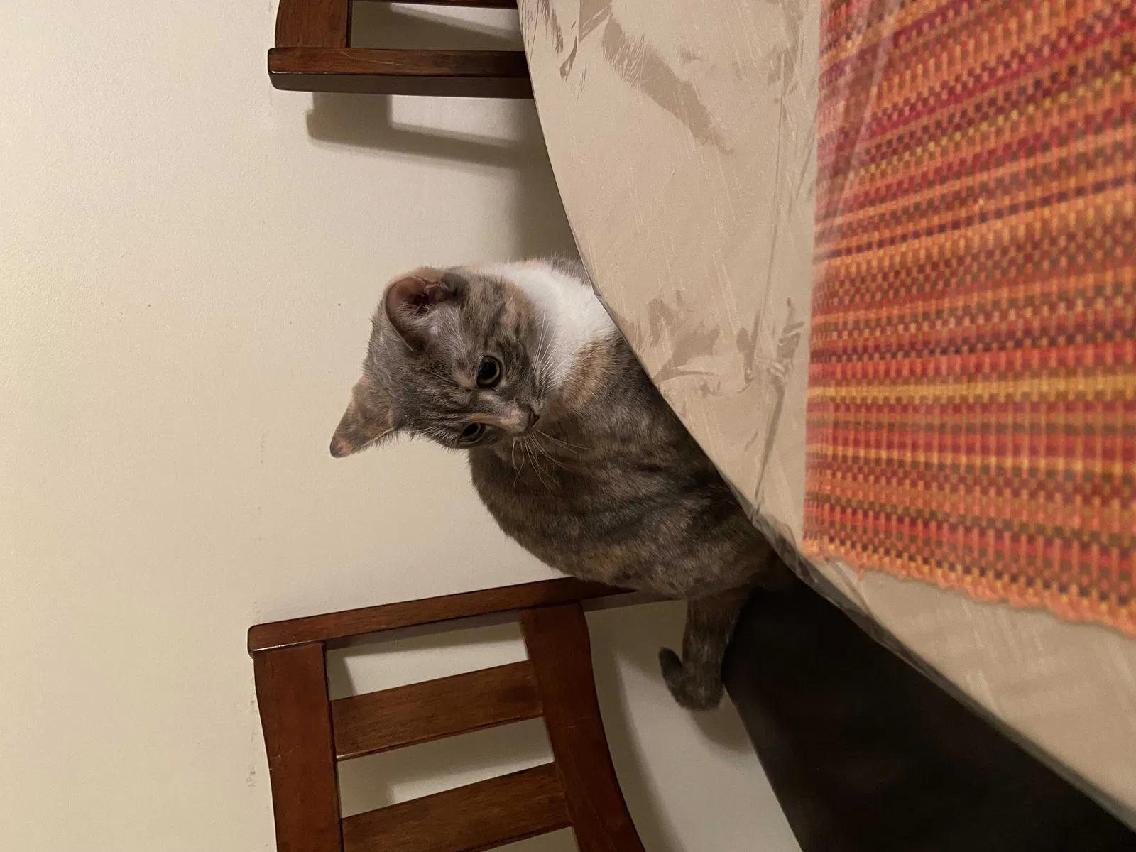 Lost cat in Souderton, PA, 18964