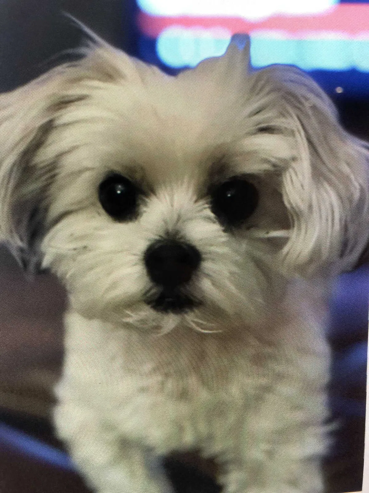 Lost dog in Oklahoma City, OK, 73118