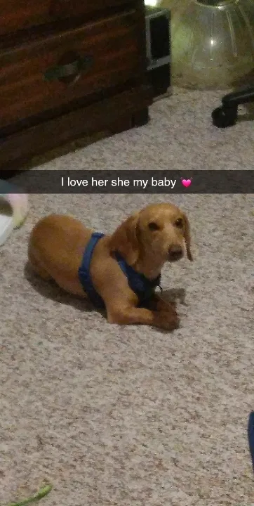 Lost dog in Mojave, CA, 93501