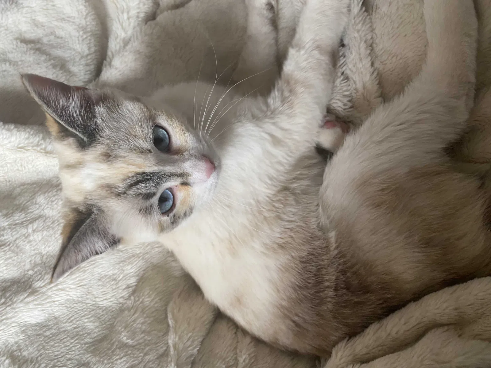Lost cat in San Antonio, TX, 78255