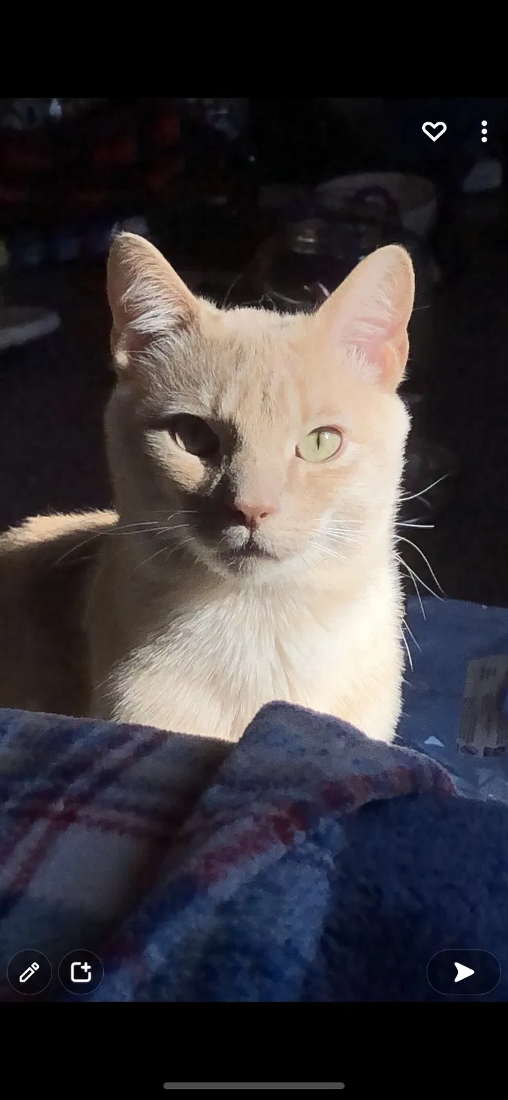 Lost cat in Longmont, CO, 80501