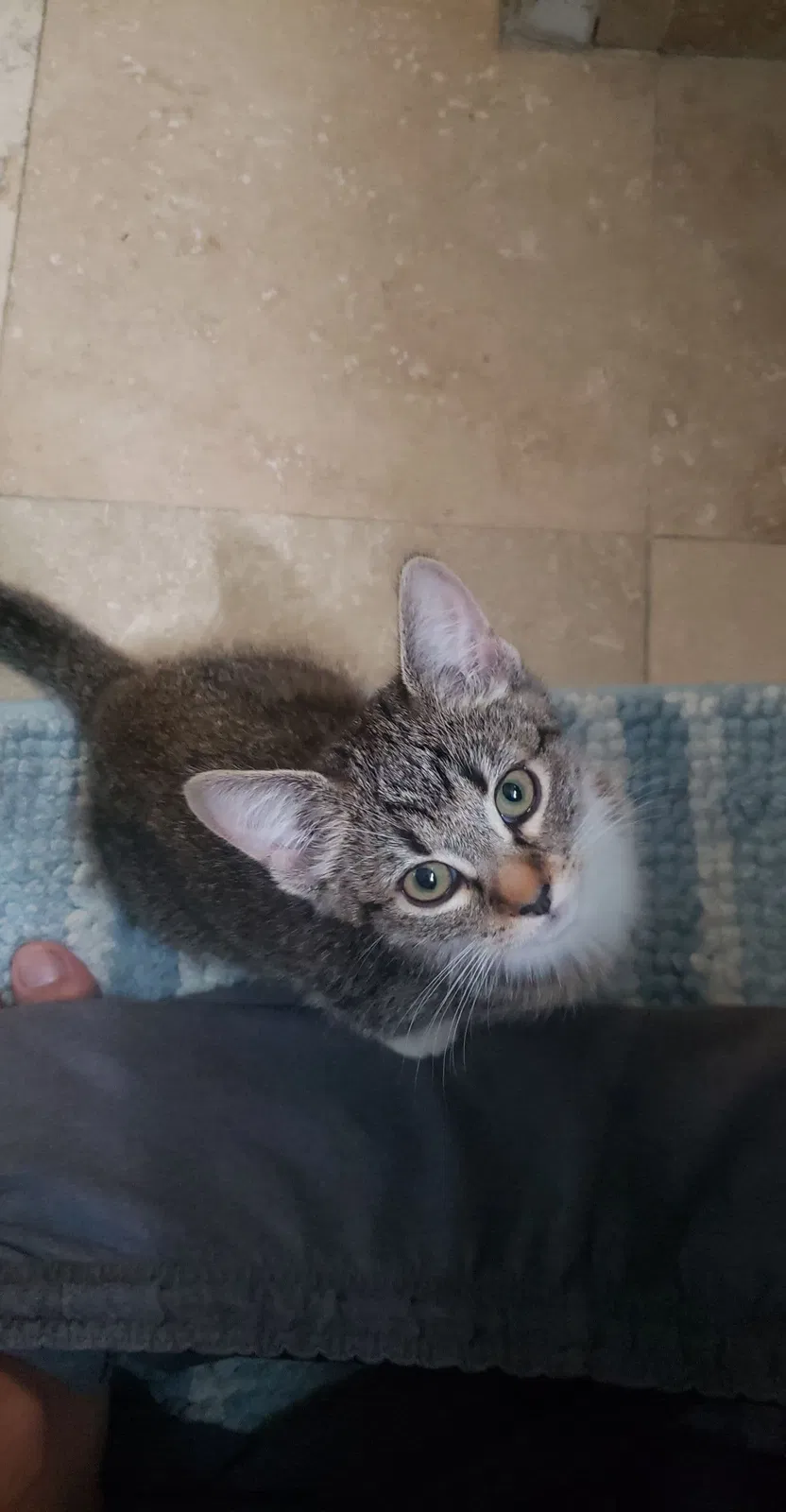Lost cat in South El Monte, CA, 91733
