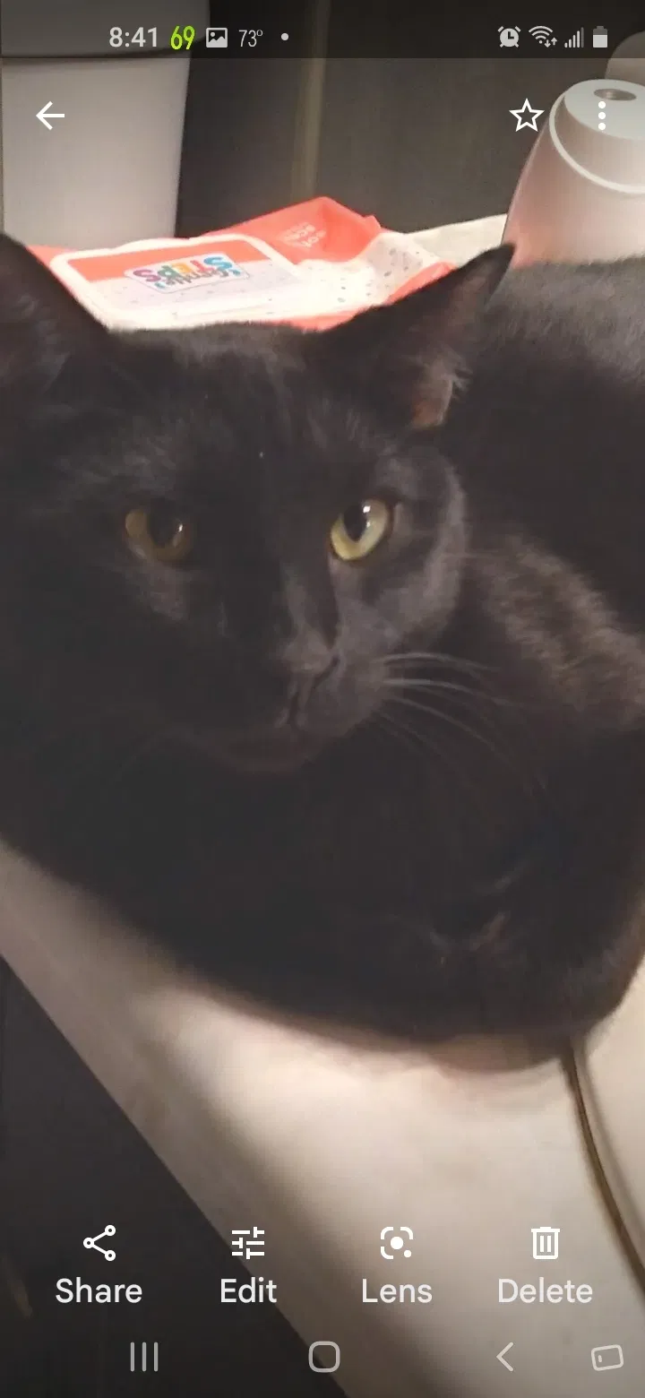 Lost cat in Niles, OH, 44446