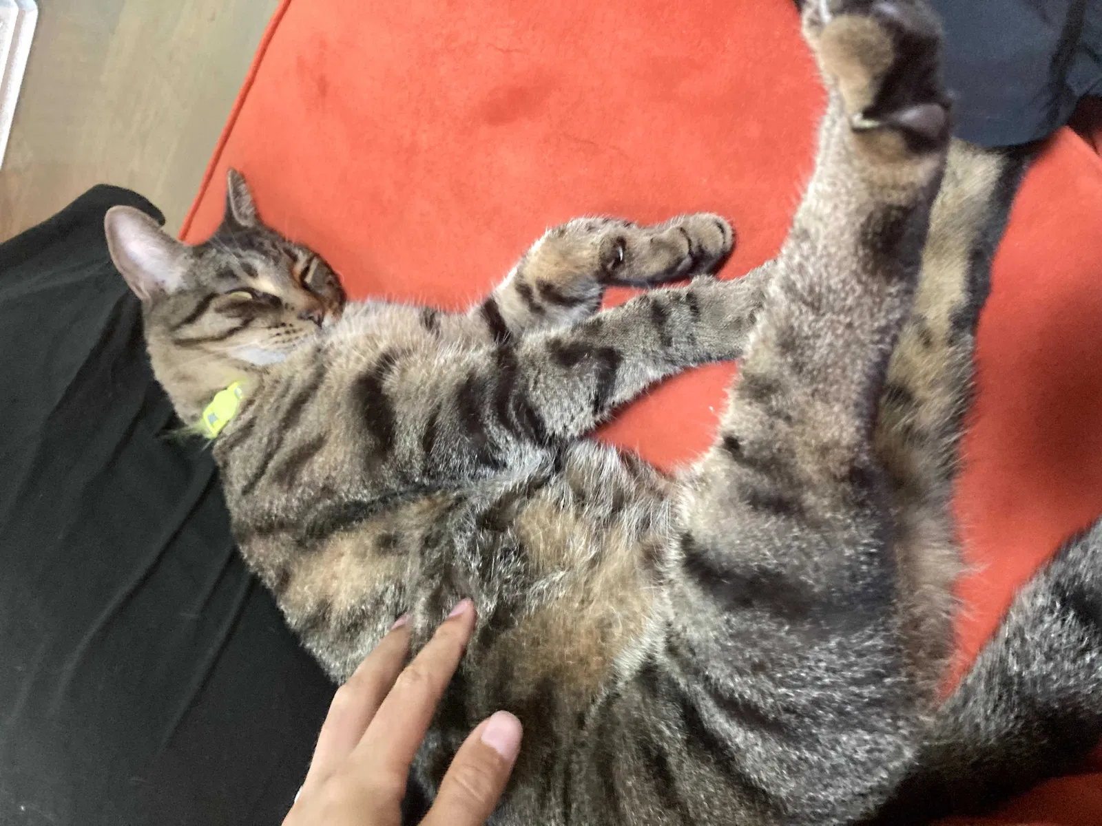 Lost cat in Carrboro, NC, 27510
