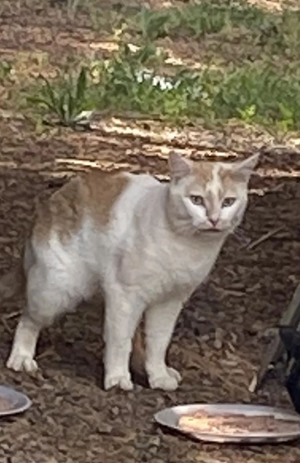 Lost cat in Newton, NC, 28658