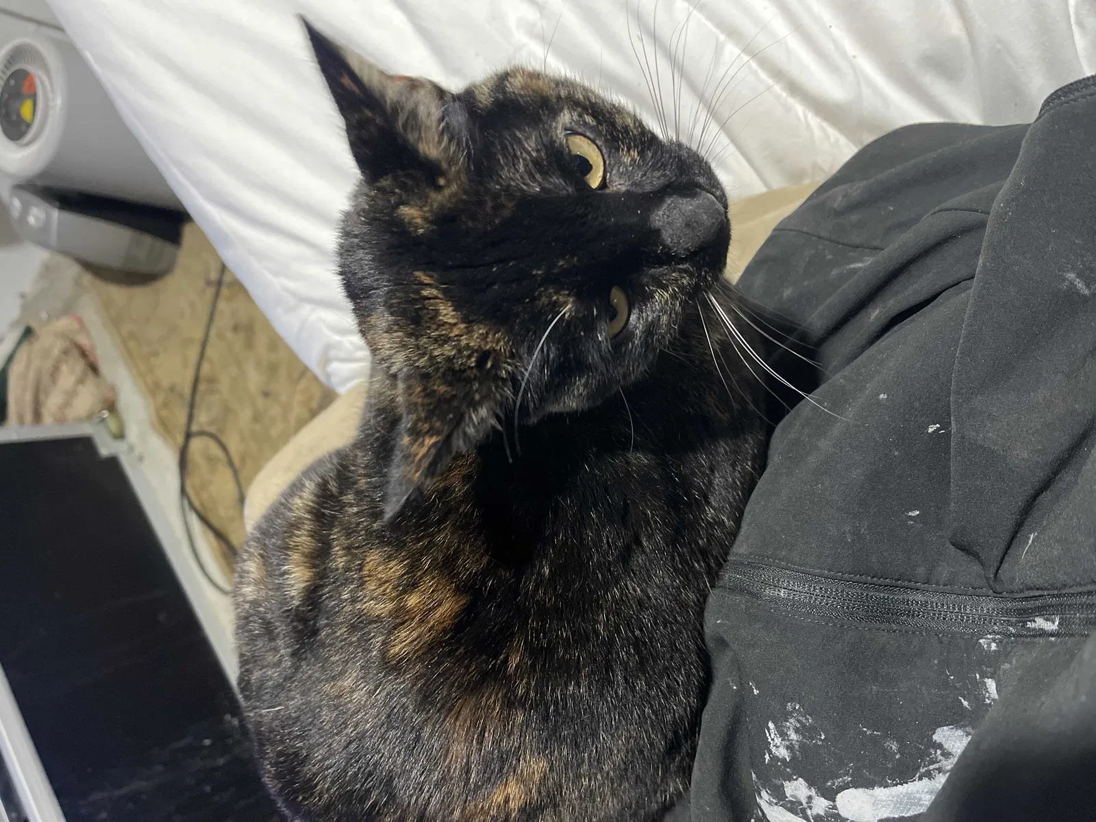 Lost cat in Oakland, CA, 94618