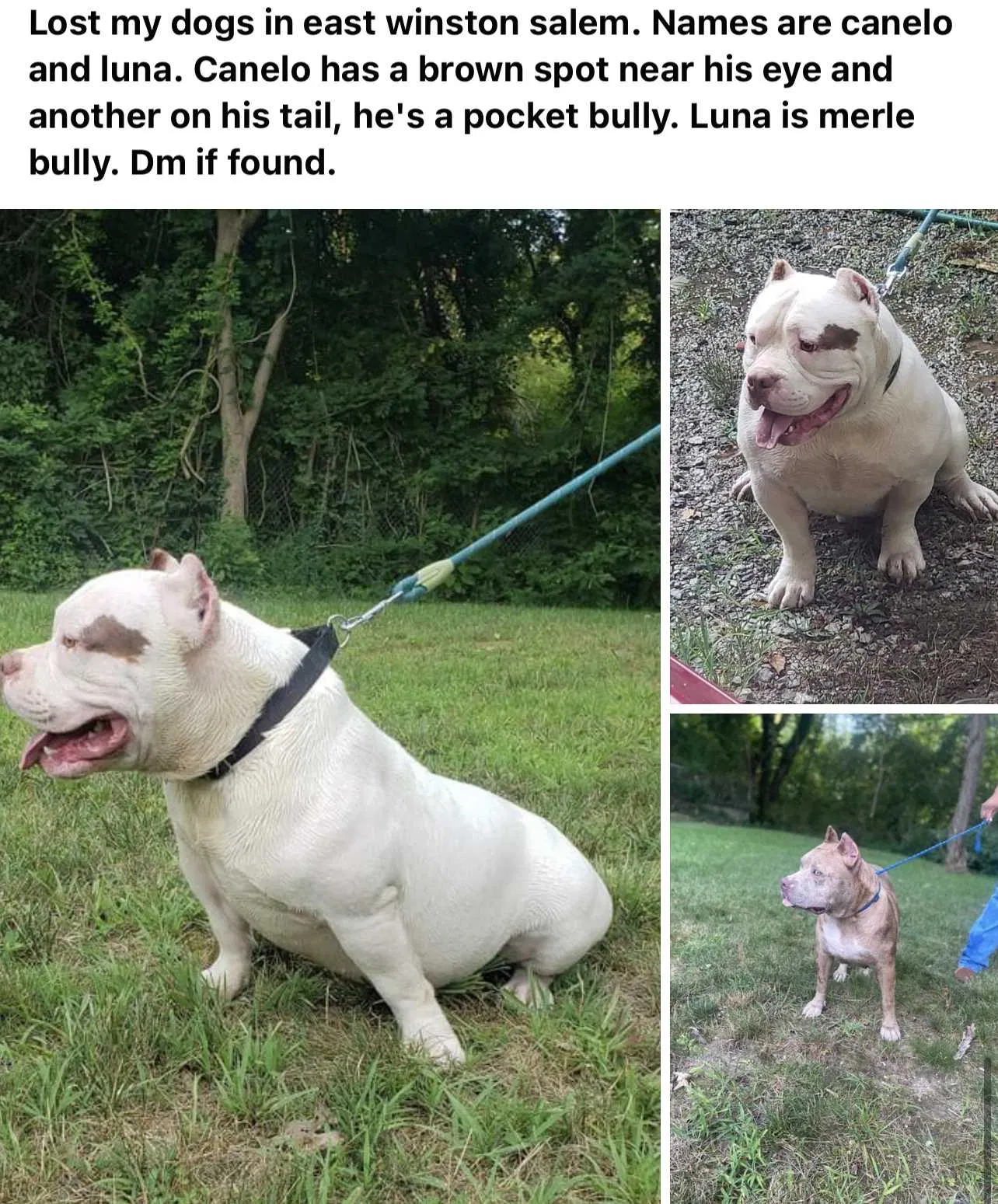 Lost dog in Winston Salem, NC, 27101