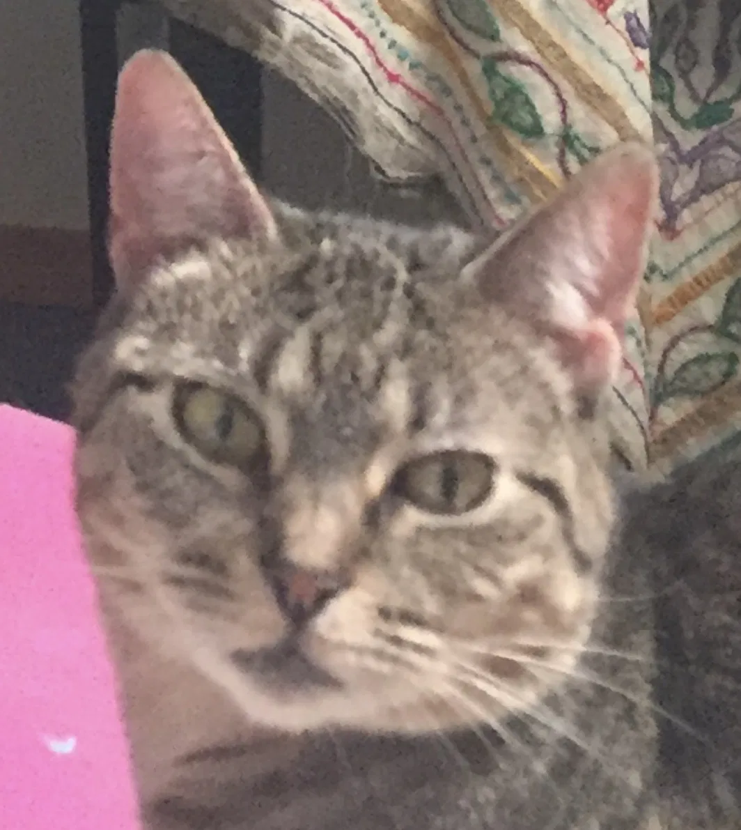 Lost cat in Joliet, IL, 60435