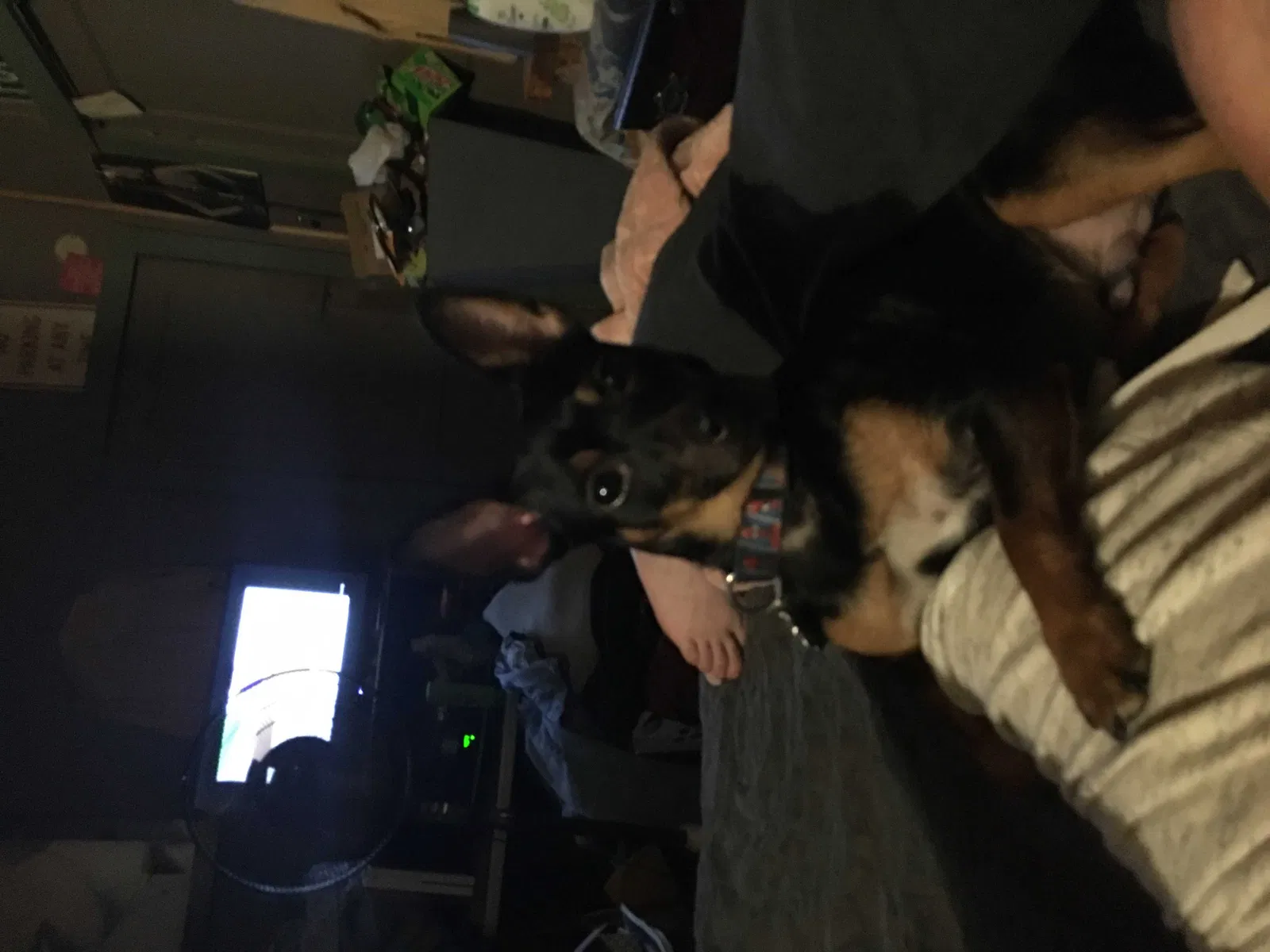 Lost dog in Smithville, TN, 37166
