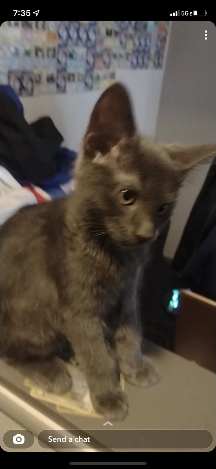 Lost cat in Muncie, IN, 47304