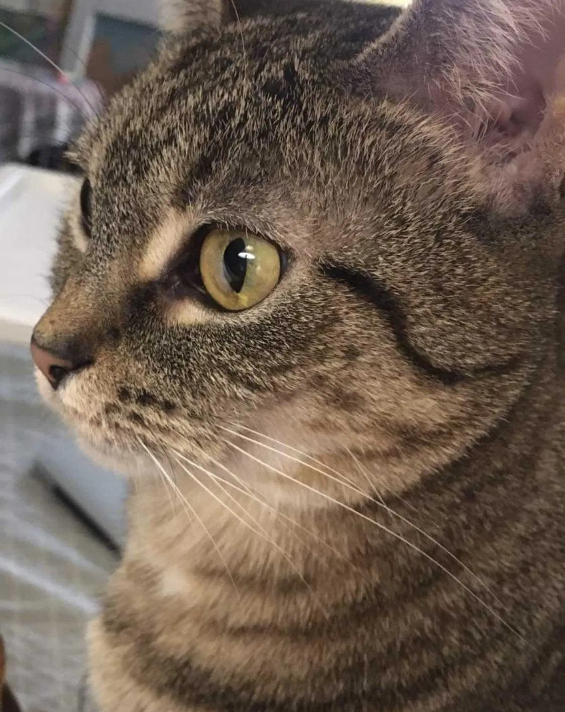 Lost cat in Joliet, IL, 60435