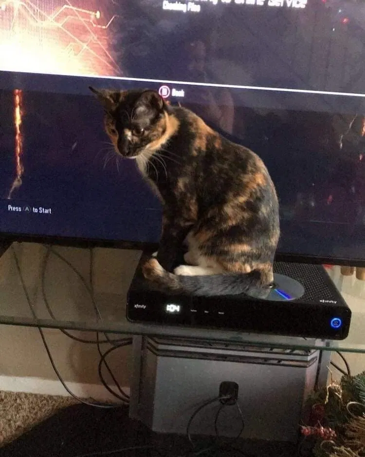 Lost cat in Pueblo, CO, 81008