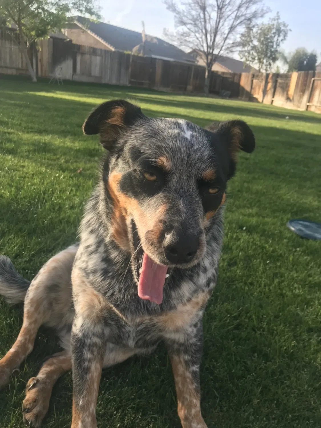 Lost dog in Bakersfield, CA, 93312