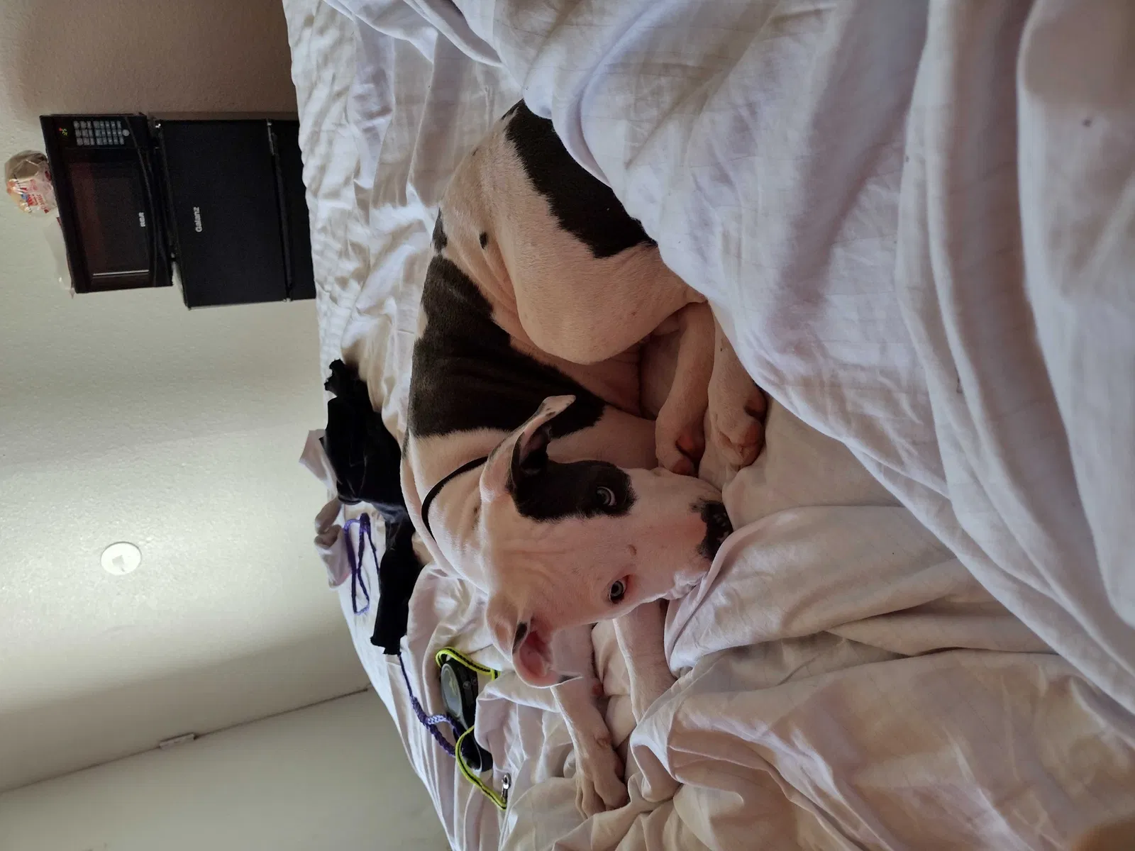 Lost dog in Little Rock, AR, 72205