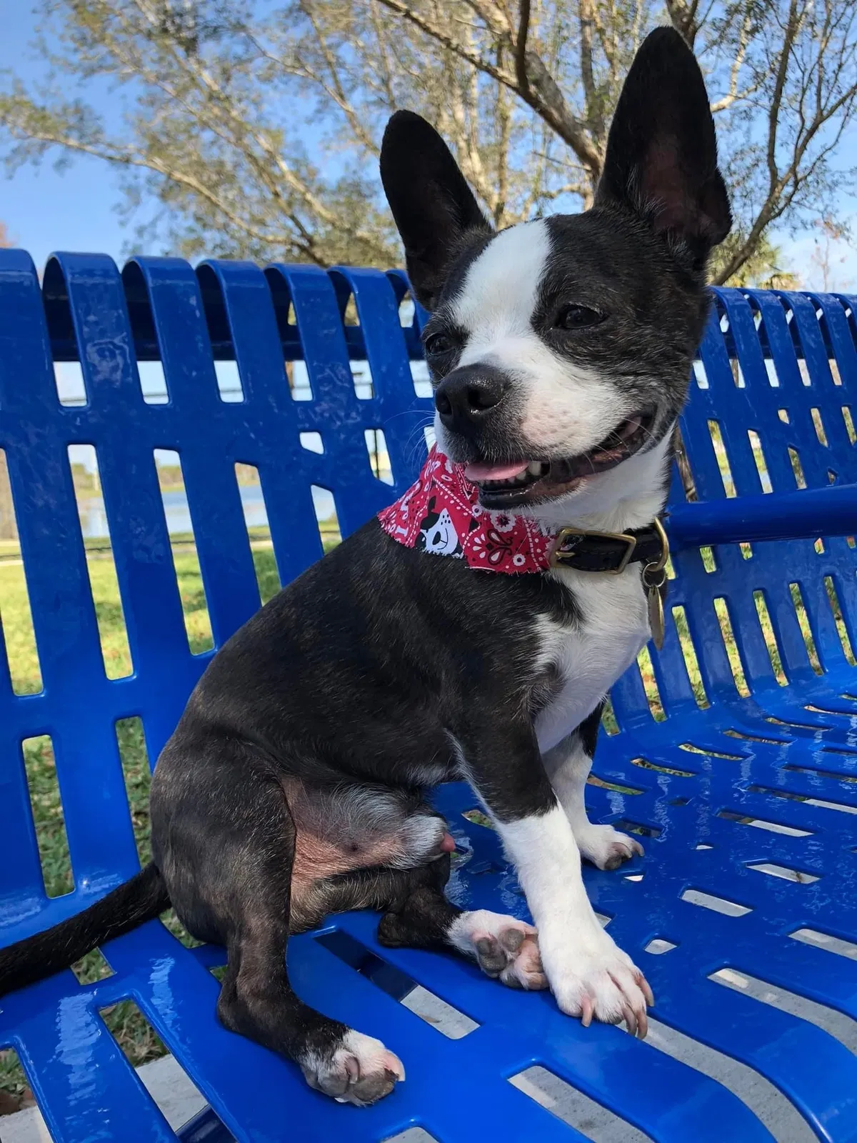Lost dog in Boynton Beach, FL, 33436