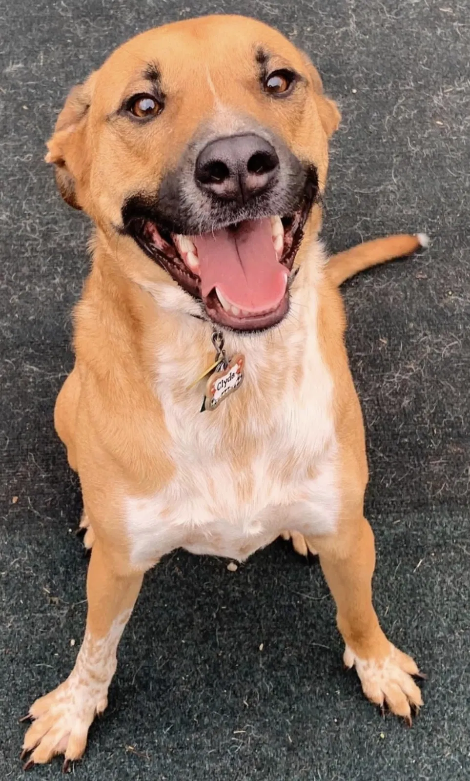 Lost dog in Marietta, GA, 30066