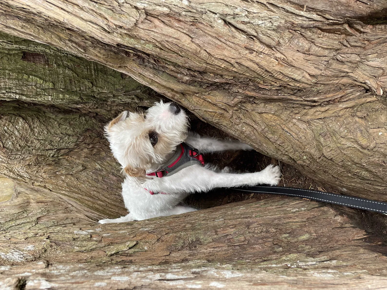 Lost dog in Sacramento, CA, 95811