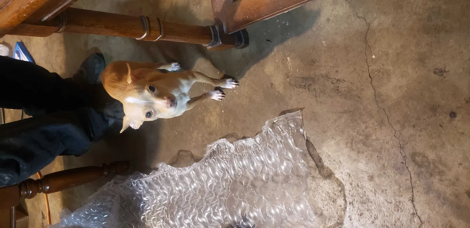Lost dog in Norman, OK, 73071