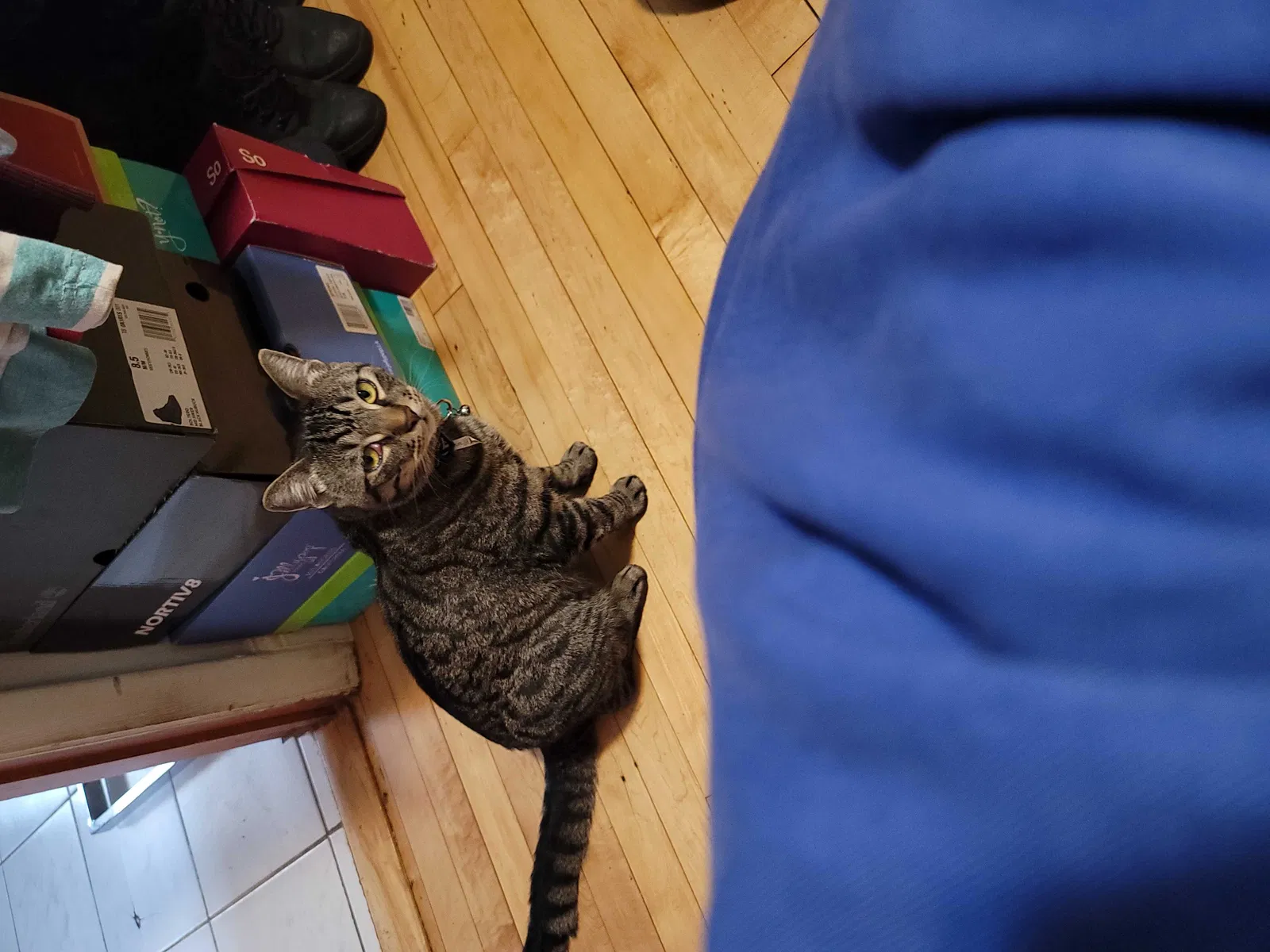 Lost cat in Chicago, IL, 60625