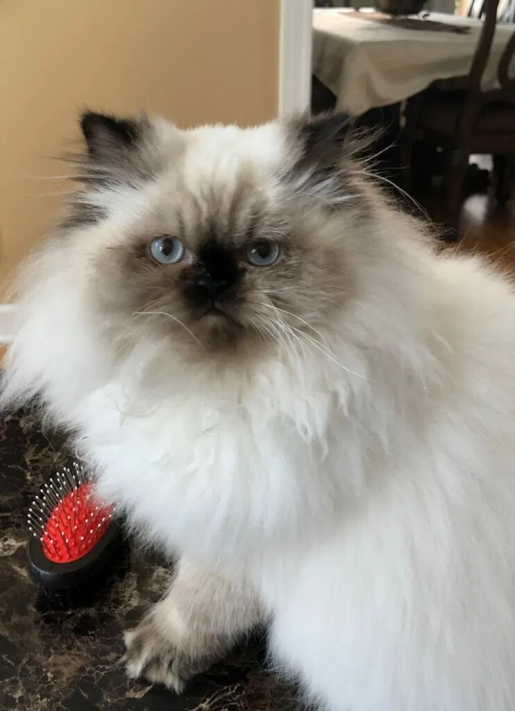 Lost cat in Arlington Heights, IL, 60004