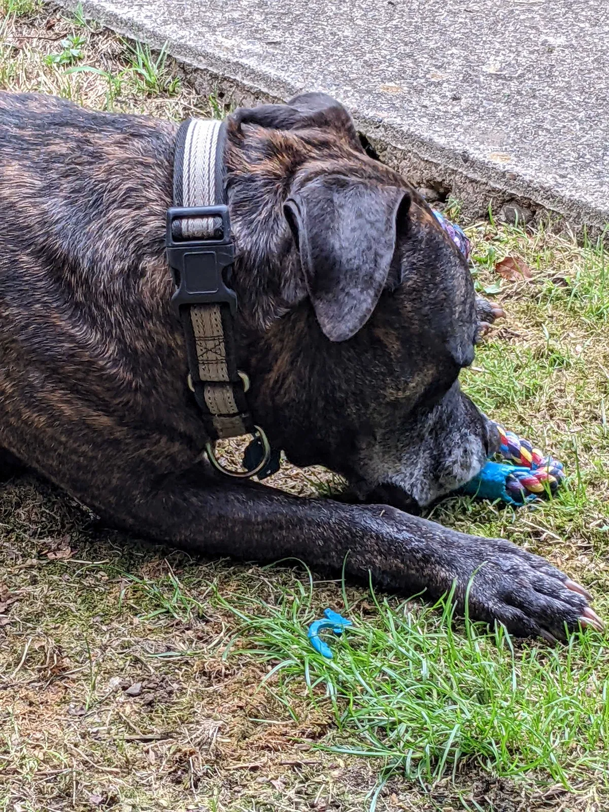 Lost dog in Avonmore, PA, 15618