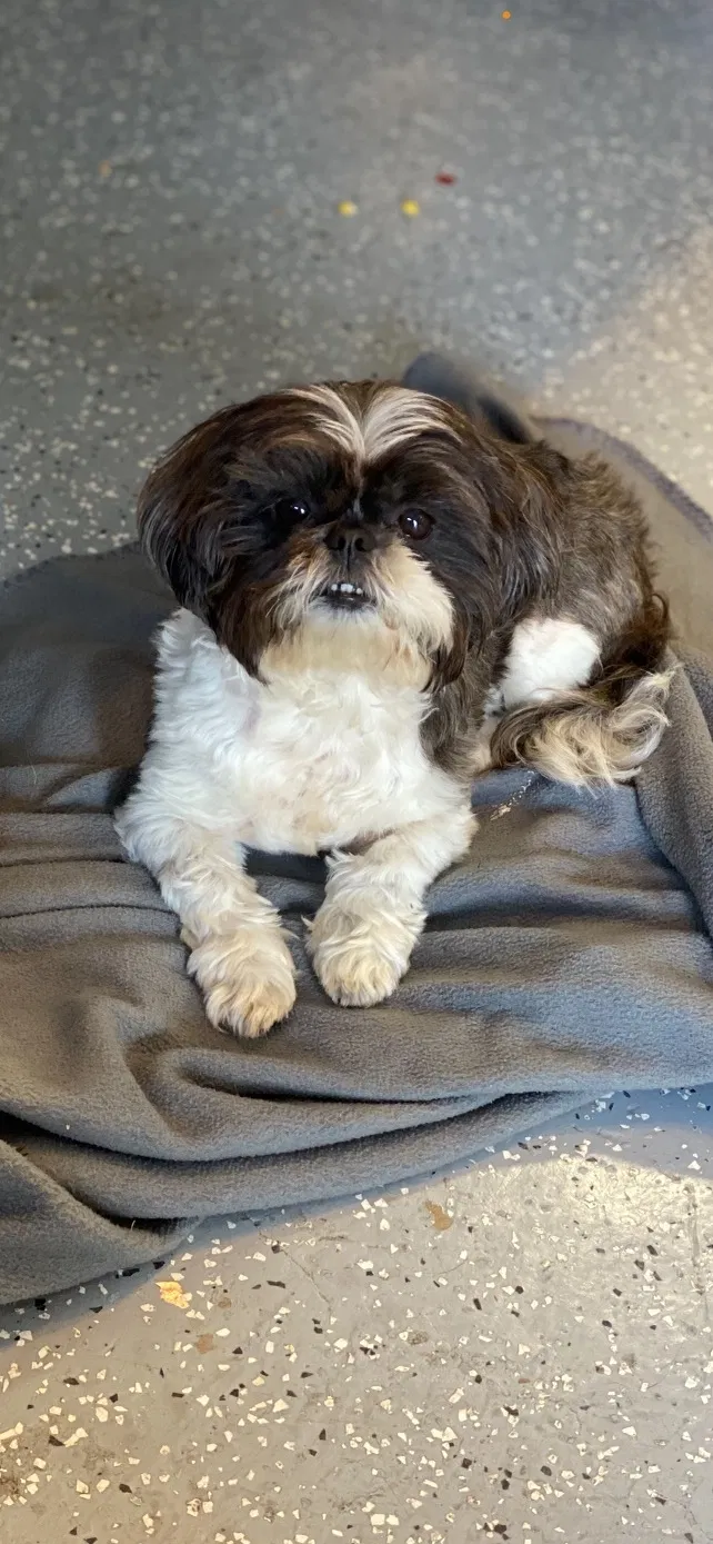 Lost dog in Marietta, GA, 30064