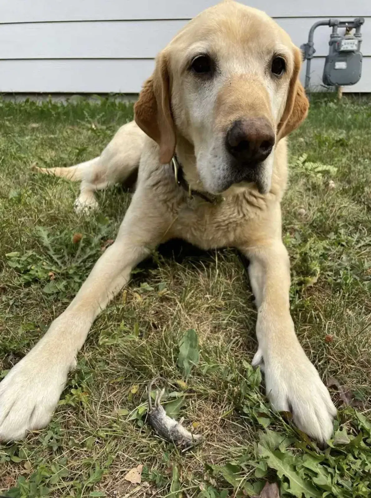 Lost dog in Nampa, ID, 83686