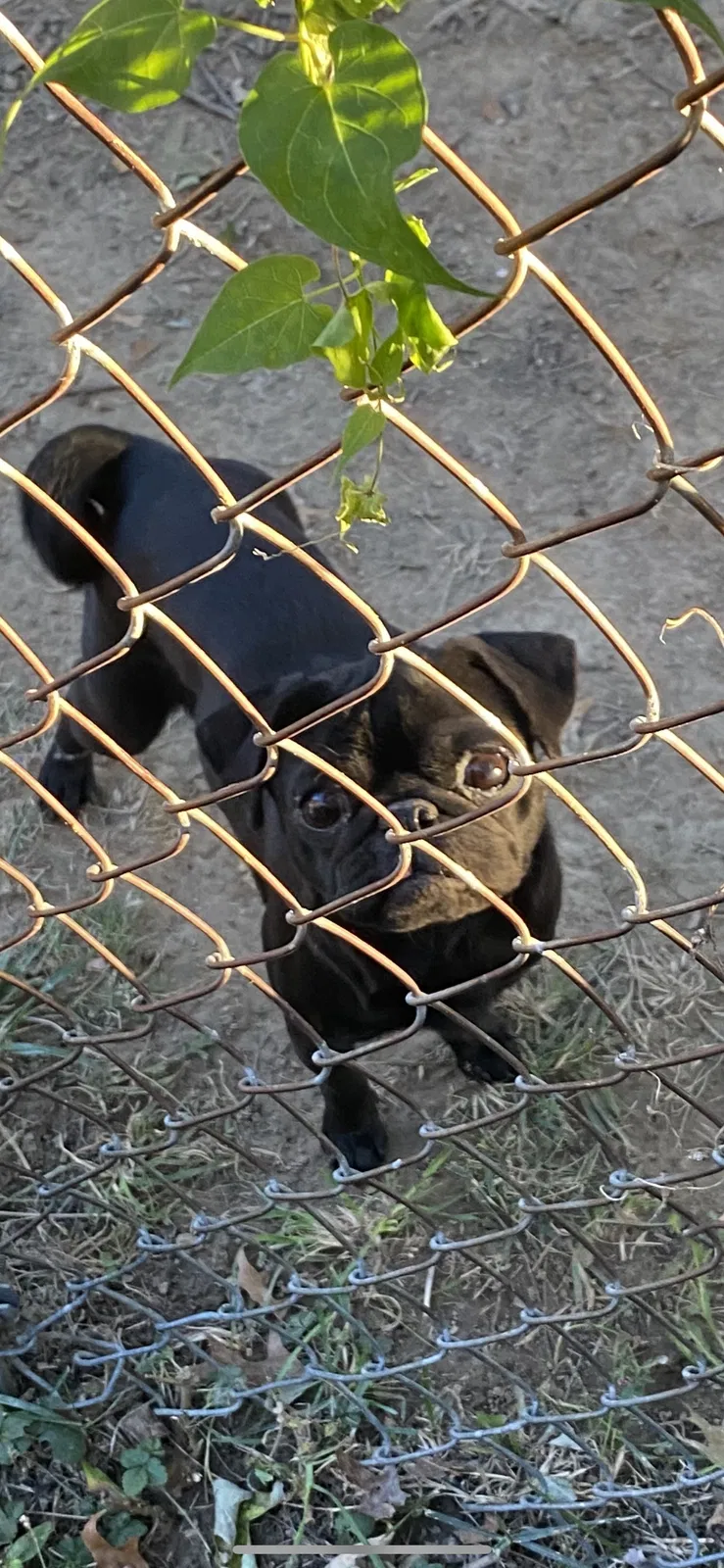 Lost dog in Saint Joseph, MO, 64505